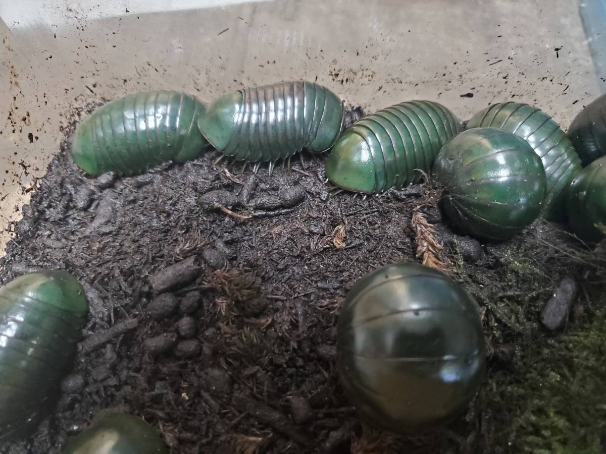 メガボール ネッタイタマヤスデ 5匹 ヤスデ ダンゴムシ Cuocthi Vnmha Gov Vn