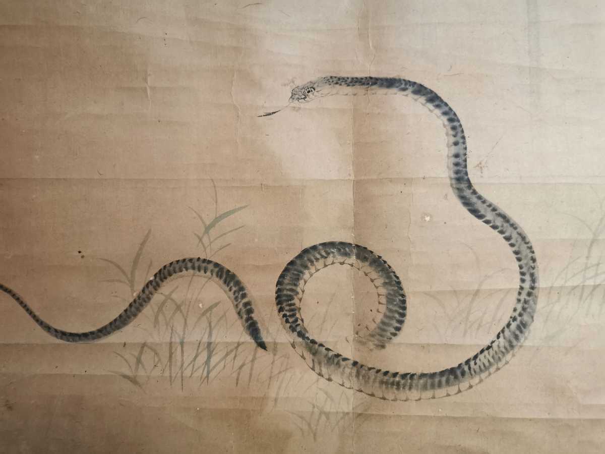 門八】□金井烏洲□［蛇図］掛軸 紙本 肉筆 鳥獣 日本画 江戸時代後期