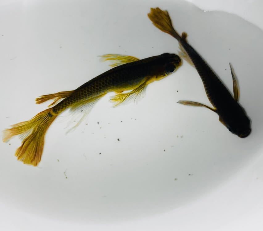サタン 黄ヒレ メダカ オロチ ヒレ長 幼魚 若魚 5匹 オス3 メス2 ほぼカイジのように美しい めだか 売買されたオークション情報 Yahooの商品情報をアーカイブ公開 オークファン Aucfan Com