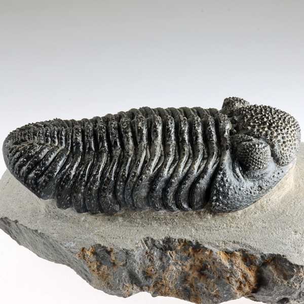 ドロトプス・メガロマニクス [PH59] 三葉虫 化石 ドロトプス