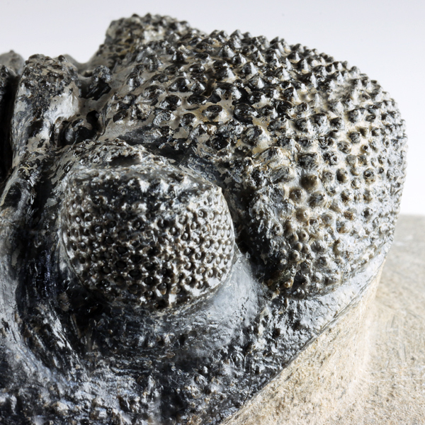 ドロトプス・メガロマニクス [PH59] 三葉虫 化石 ドロトプス