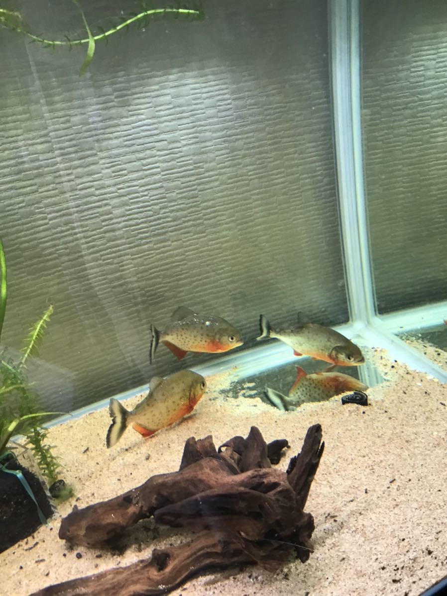 ポイント10倍 ピラニアナッテリー 1匹 Www iwearparts Com