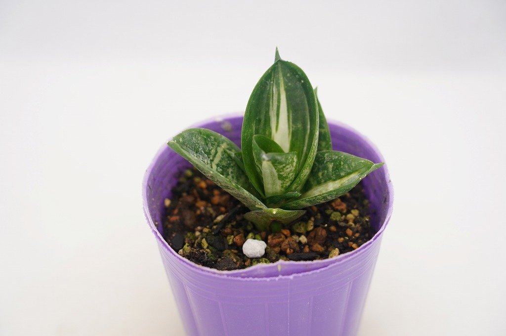 To 珍種 種 Dracaena Trifasciata Hahnii Streaker サンセベリア ハーニー ストリーカー サンスベリア ドラセナ 3号苗 60サイズ ドラセナ 売買されたオークション情報 Yahooの商品情報をアーカイブ公開 オークファン Aucfan Com