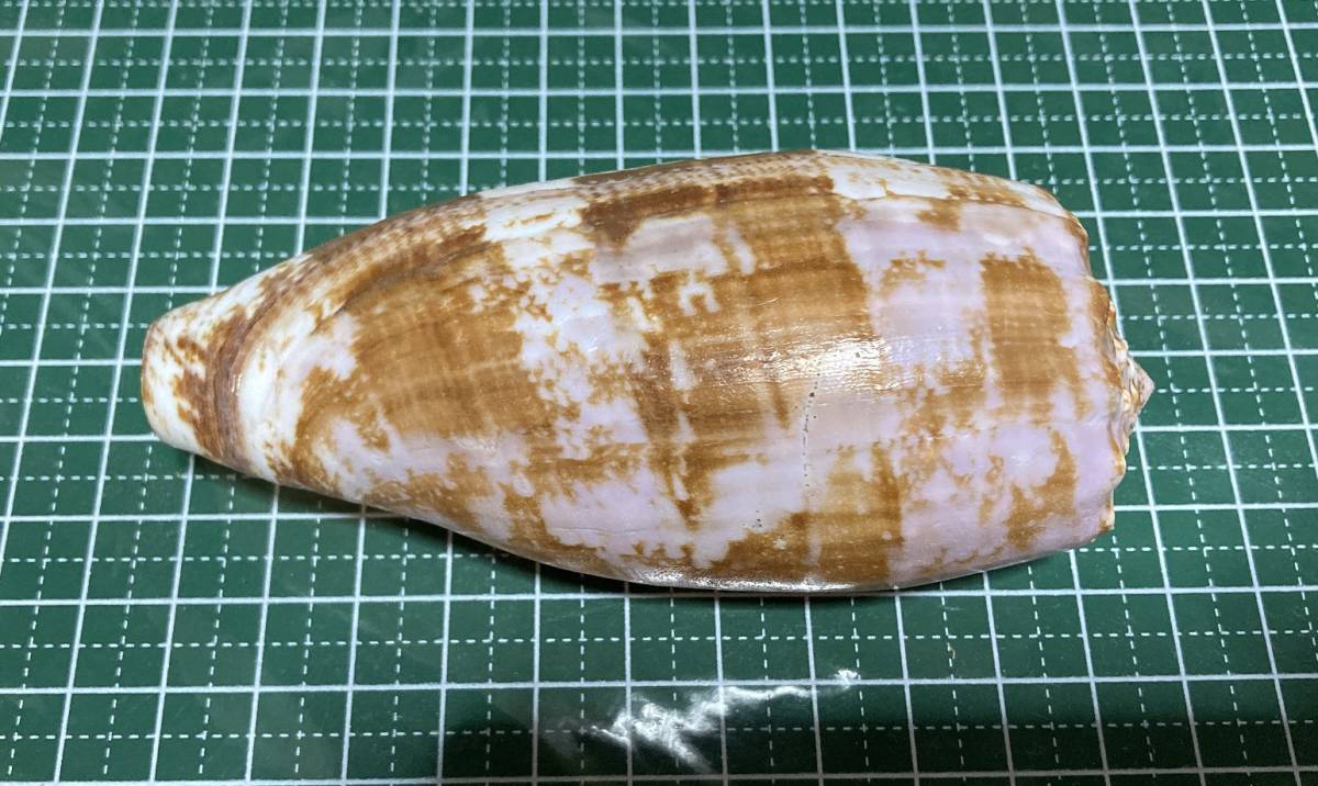 アンボイナガイ 約103mm イモガイ 貝 標本(科学、自然)｜売買された