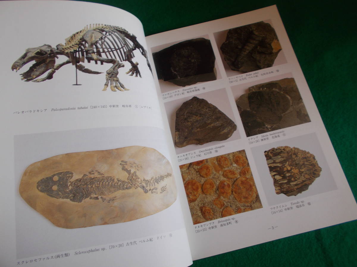 特別展 化石の世界】東海地方の化石/1991年/ 半田市立博物館