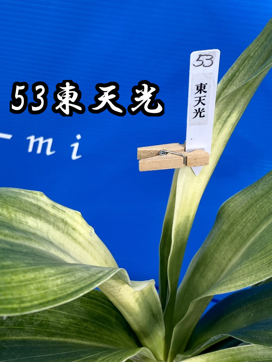 53 おもと オモト 万年青 ☆ 東天光(とうてんこう) 親木・当才苗・中透