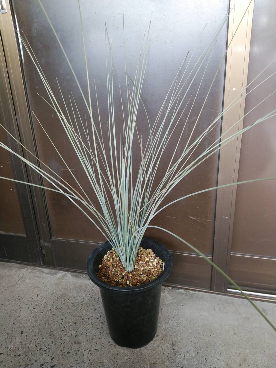 クサントロエア クアドラングラータ Xanthorrhoea Quadrangulata ブラックボーイ グラスツリー 当方実生株 観葉植物 売買されたオークション情報 Yahooの商品情報をアーカイブ公開 オークファン Aucfan Com