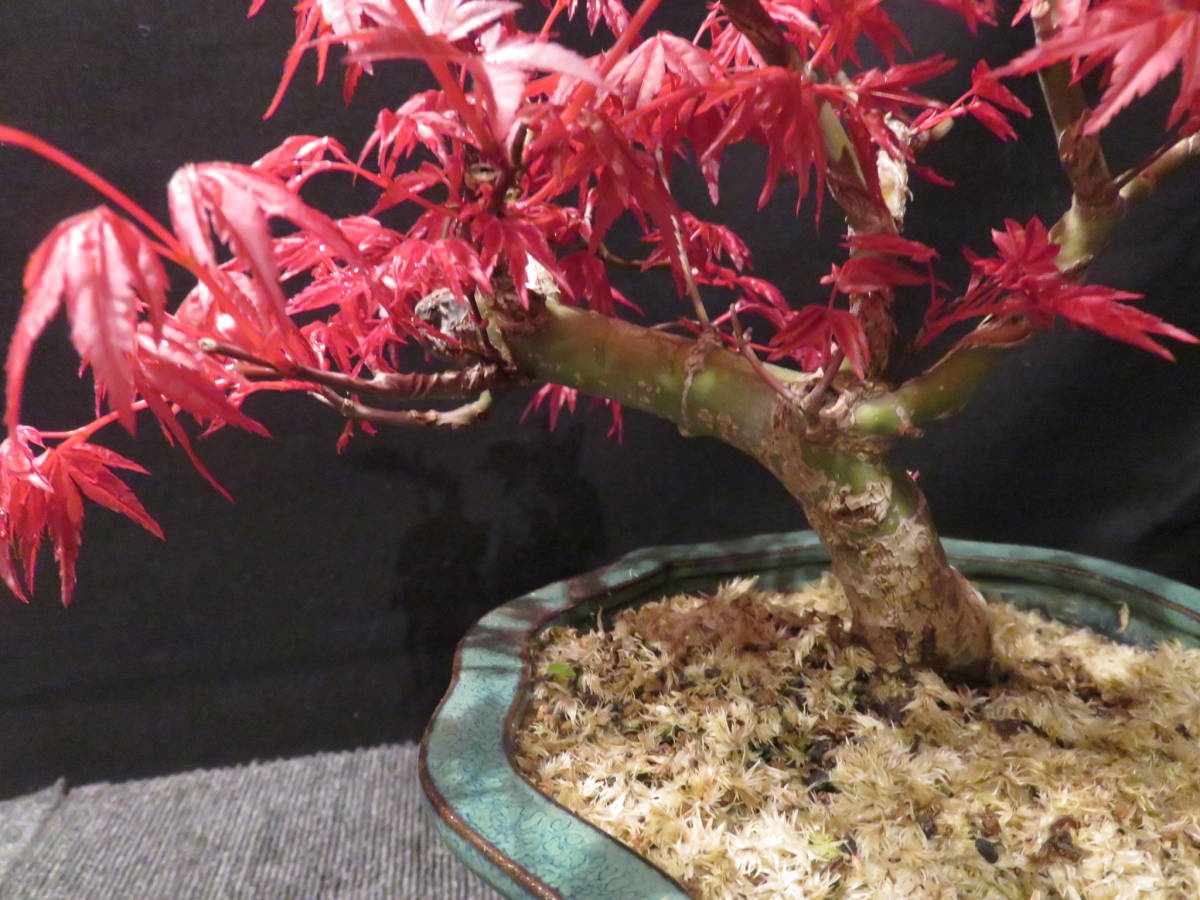 盆栽 有明もみじ 紅葉 モミジ ミニ盆栽 | 小品盆栽 小葉性 もみじ 