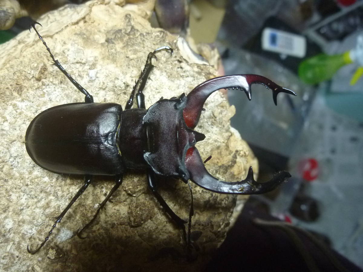訳あり品その2 ユダイクスミヤマクワガタ（トルコ産）♂74mm♀45mm
