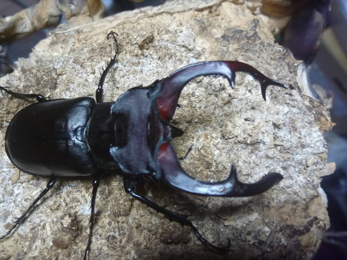 訳あり品その2 ユダイクスミヤマクワガタ（トルコ産）♂74mm♀45mm