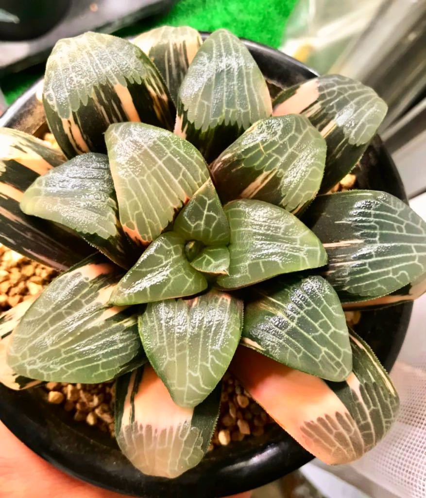 多肉植物 ハオルチア コレクタ錦 ベイエリー錦 実生 極上赤斑 大型