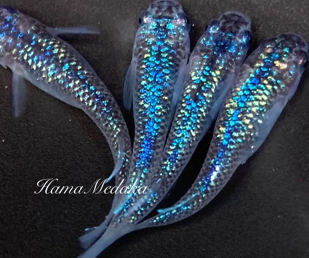 濵めだか 現物個体 オーロラサファイア 2ペア 種親は本家静楽庵様から購入 メダカa Www Pueblopanaca Com