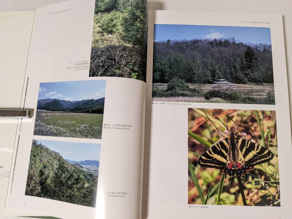 ギフチョウ | - Butterflies Luehdorfia of ギフチョウーMonograph PAY