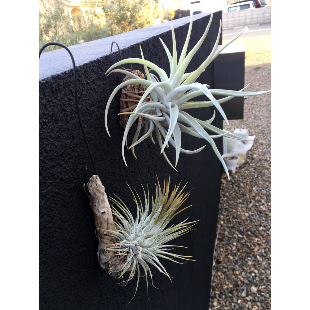 第四種郵便 エアープランツ ２点セット ハリシー イオナンタ 各１点 お得なティランジアセット アナナス 売買されたオークション情報 Yahooの商品情報をアーカイブ公開 オークファン Aucfan Com