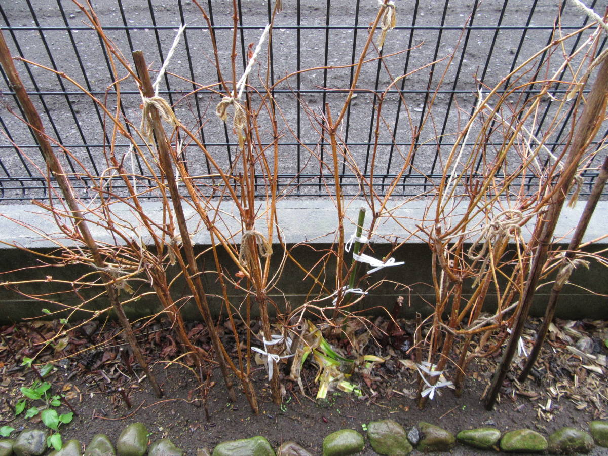 送料無料 谷空木 タニウツギ苗木n3★ピンク花 高さ80cm 5月に咲く1株_3