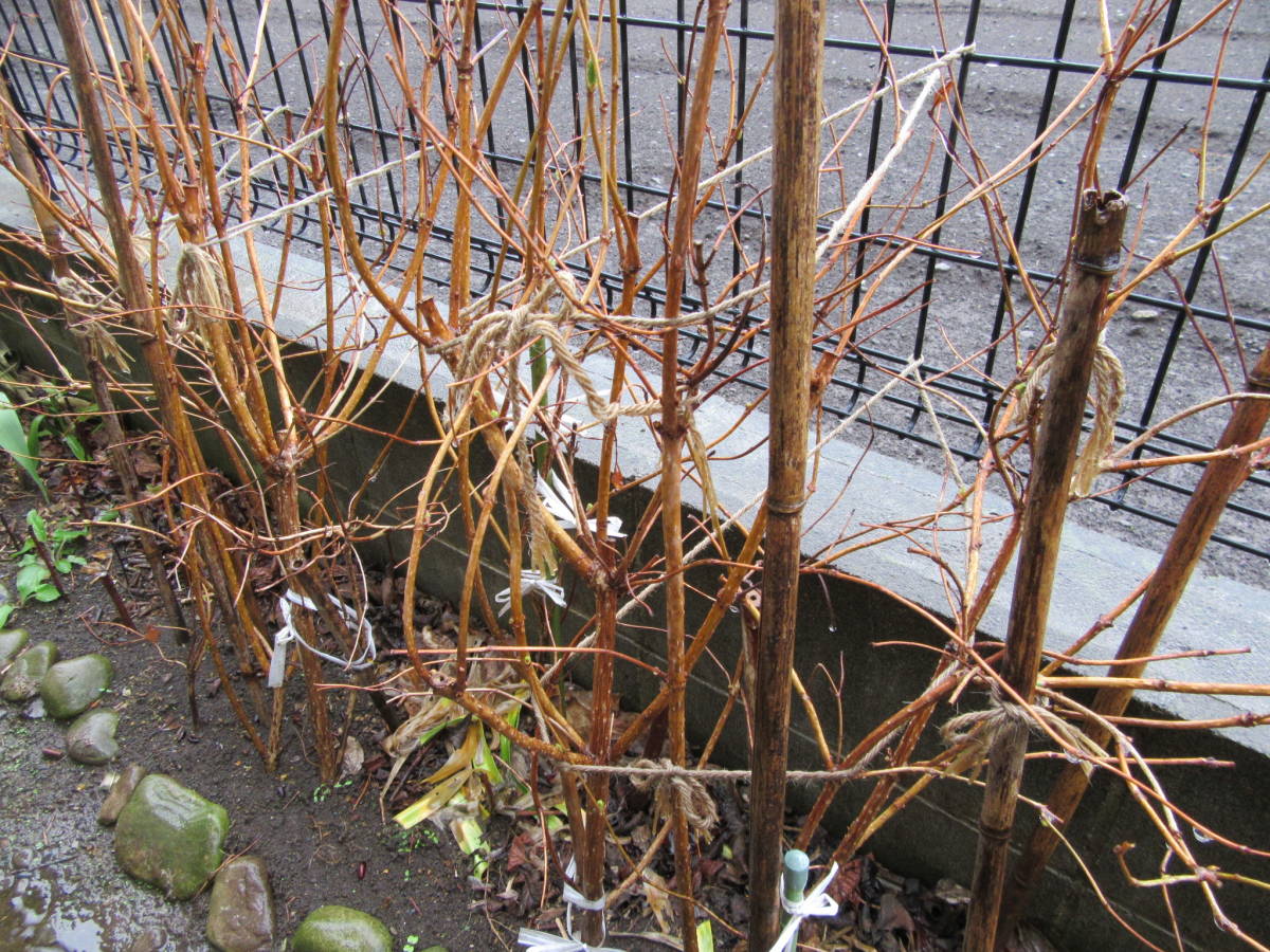 送料無料 谷空木 タニウツギ苗木n3★ピンク花 高さ80cm 5月に咲く1株_4