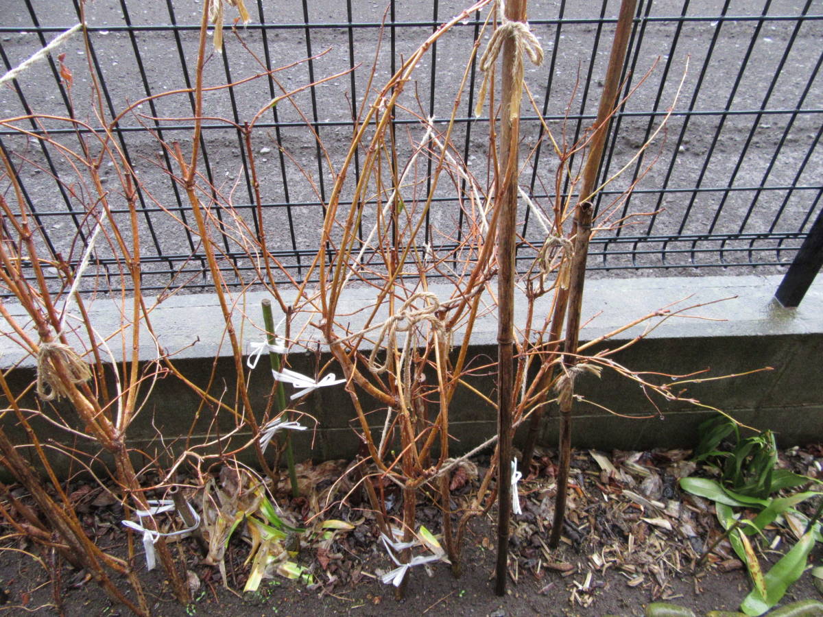 送料無料 谷空木 タニウツギ苗木n3★ピンク花 高さ80cm 5月に咲く1株_5