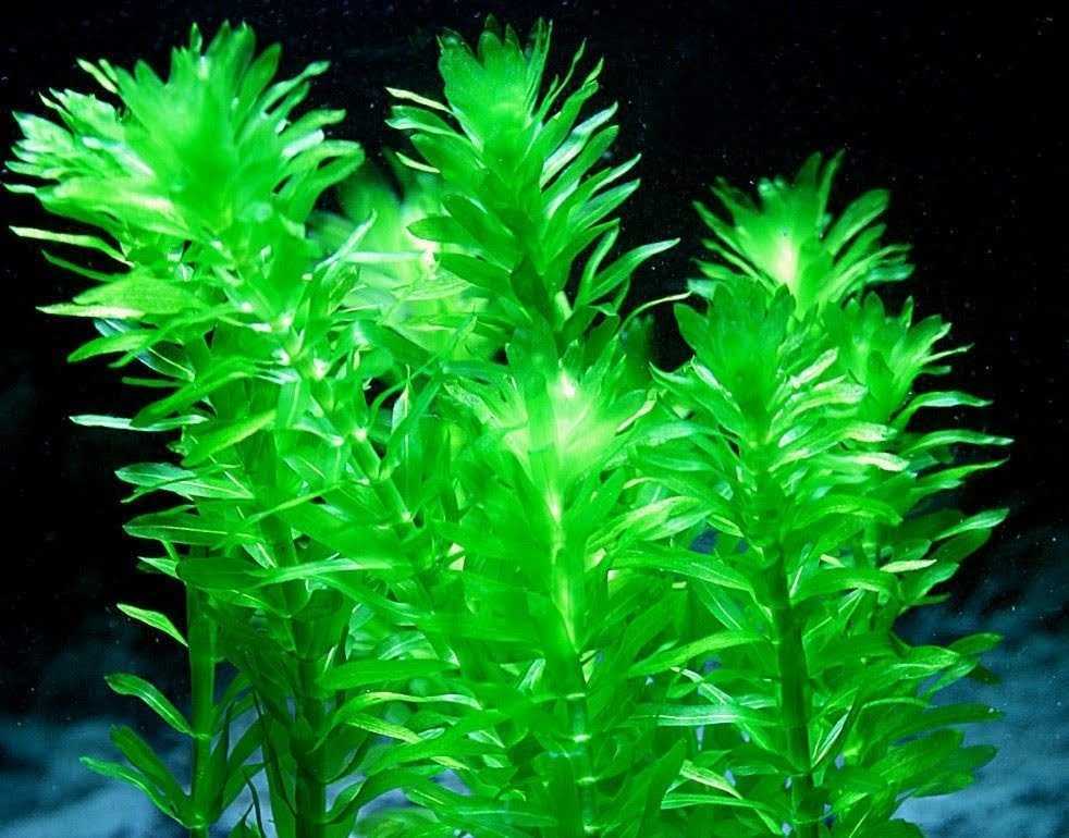 アナカリス オオカナダモ 和歌山 無農薬 健康 自粛 アクアリウム コケリウム エサ用 鑑賞用 ペット マツモ ３０本 水槽装飾品 売買されたオークション情報 Yahooの商品情報をアーカイブ公開 オークファン Aucfan Com