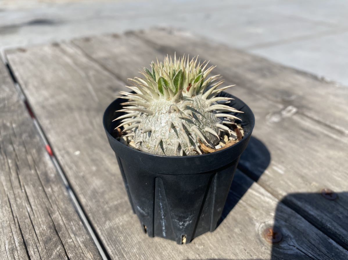 Pachypodium brevicaule】パキポディウム ブレビカウレ 恵比寿笑い 実生株