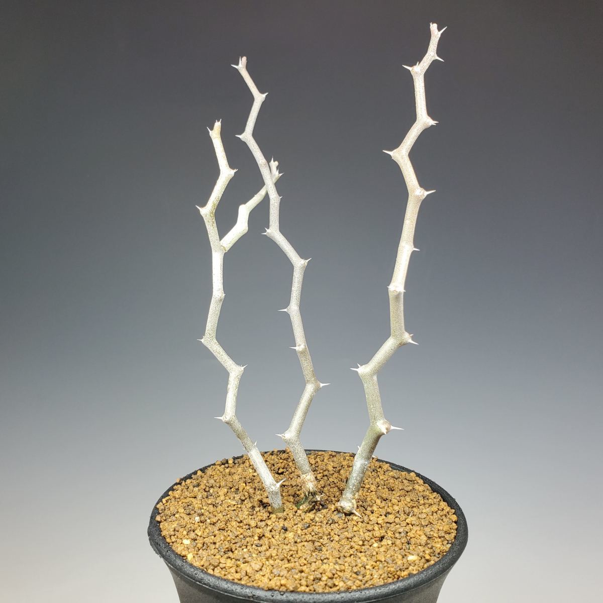 観葉植物 希少 現品 デカリア・マダガスカリ デカリアマダガスカリ 