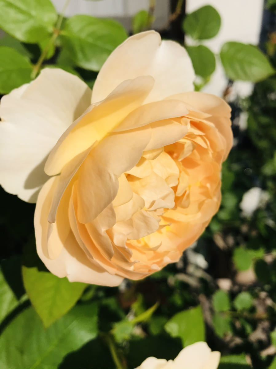 バラ苗 ムーンビーム 月光 第四種郵便可 廃盤 四季咲き カップ咲き 白 クリーム色 黄 杏 アプリコット 薔薇 苗 レア 入手困難3 苗 売買されたオークション情報 Yahooの商品情報をアーカイブ公開 オークファン Aucfan Com