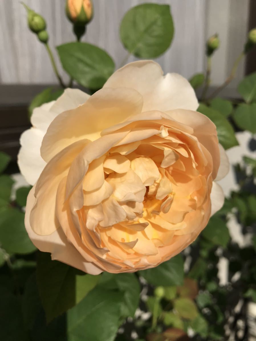 バラ苗 ムーンビーム 月光 第四種郵便可 廃盤 四季咲き カップ咲き 白 クリーム色 黄 杏 アプリコット 薔薇 苗 レア 入手困難3 苗 売買されたオークション情報 Yahooの商品情報をアーカイブ公開 オークファン Aucfan Com