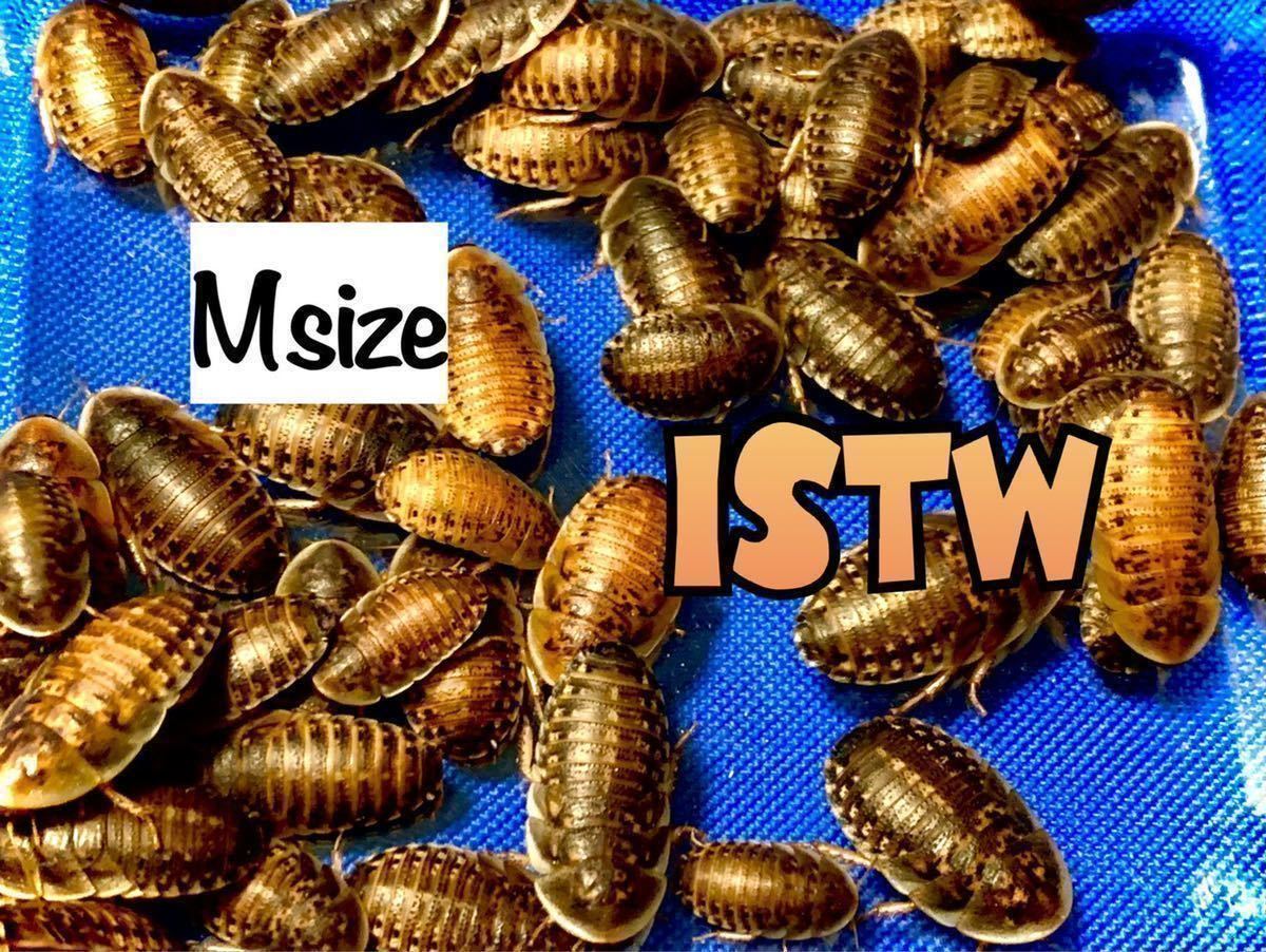 デュビア M サイズ 少量パック 30匹 2 5cm 3cm 補償 安心梱包 爬虫類 両生類 餌 エサ ゴキブリ Istw エサ 売買されたオークション情報 Yahooの商品情報をアーカイブ公開 オークファン Aucfan Com