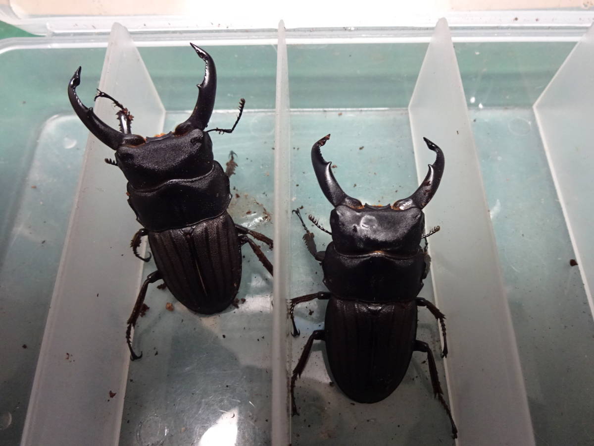 スジブトヒラタ　新成虫　２ペア　１