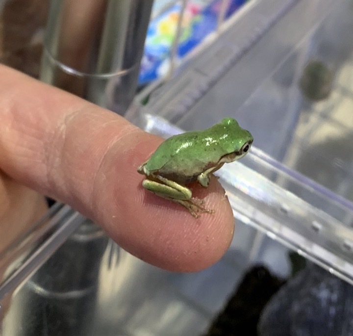 可愛いサイズ イエアメガエル 生体 両生類 カエル 蛙 両生類 飼育 かえる テラリウム ホワイトアマガエル 樹上性 カエル 売買されたオークション情報 Yahooの商品情報をアーカイブ公開 オークファン Aucfan Com