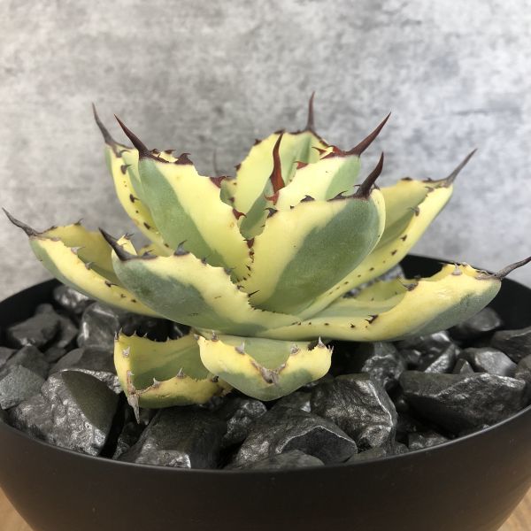 希少 アガベ ポタトラム デザートダイヤモンド Agave potatorum Desert