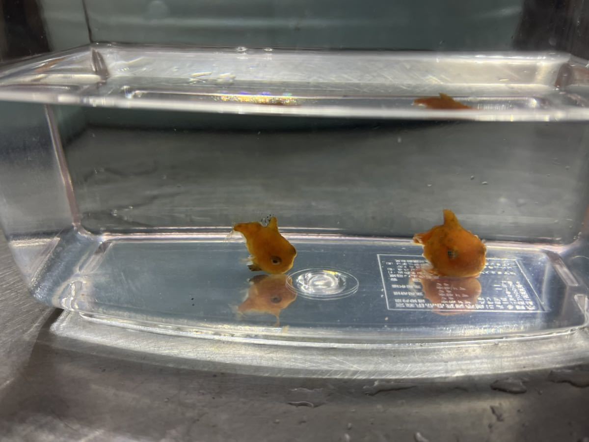 小さいダンゴウオ フウセンウオ Cuocthi Vnmha Gov Vn