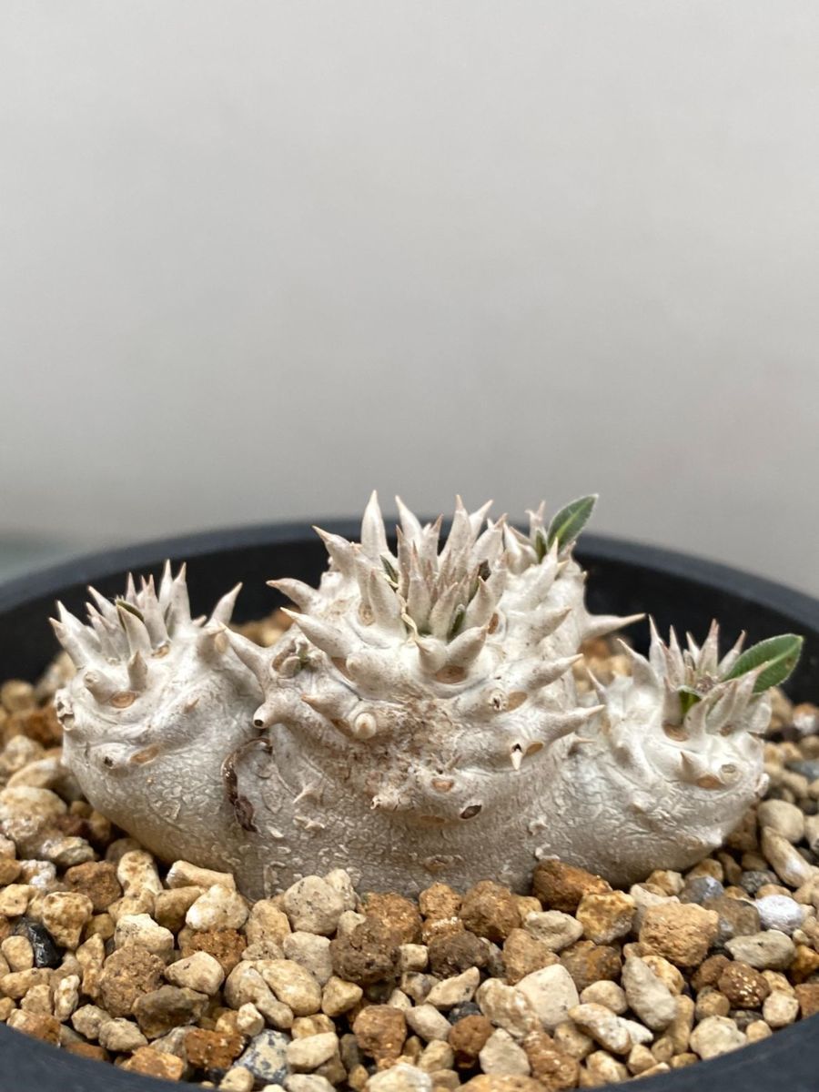 ハ1205 「実生株」パキポディウム デンシカウレ 植え【有望株