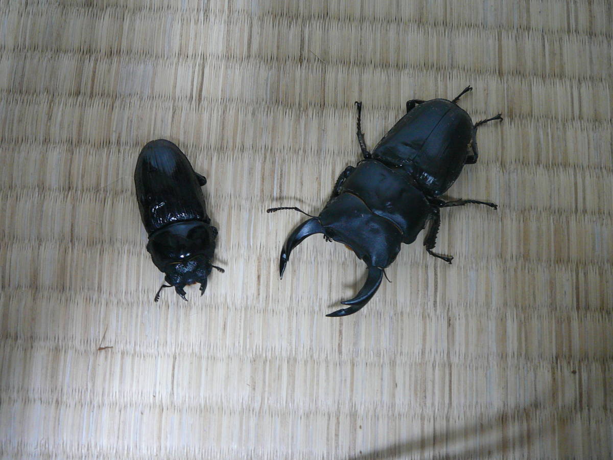 オオクワガタ国産　能勢ＳＲ・ＹＧ　大型血統　　訳アリペア　　未使用_1