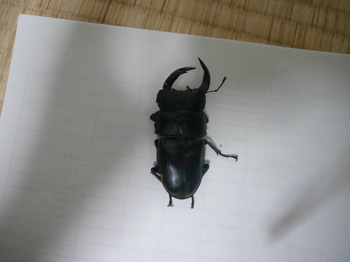 オオクワガタ国産　能勢ＳＲ・ＹＧ　大型血統　　訳アリペア　　未使用_2