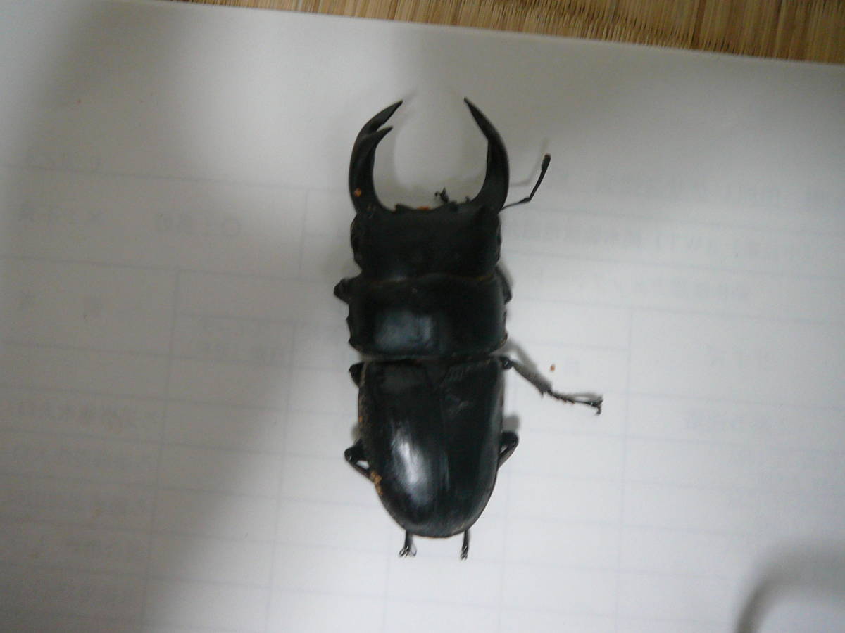 オオクワガタ国産　能勢ＳＲ・ＹＧ　大型血統　　訳アリペア　　未使用_3
