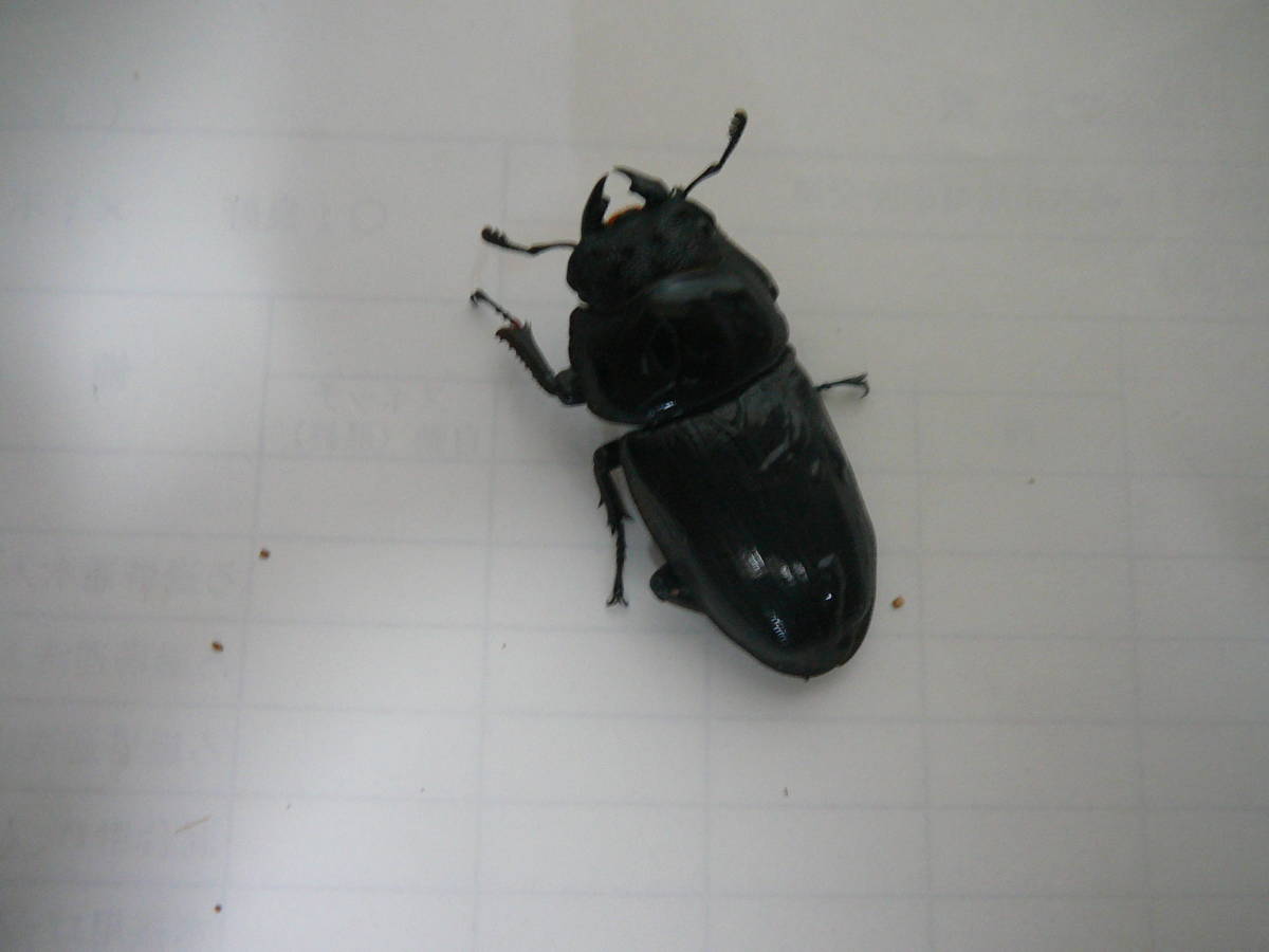 オオクワガタ国産　能勢ＳＲ・ＹＧ　大型血統　　訳アリペア　　未使用_4