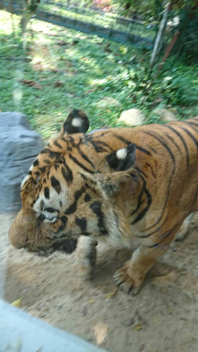 1円 画像データ 虎 トラ とら 干支 当方撮影 フリー画像 即日対応 フリー素材 Zoom 1228 画像データ 売買されたオークション情報 Yahooの商品情報をアーカイブ公開 オークファン Aucfan Com