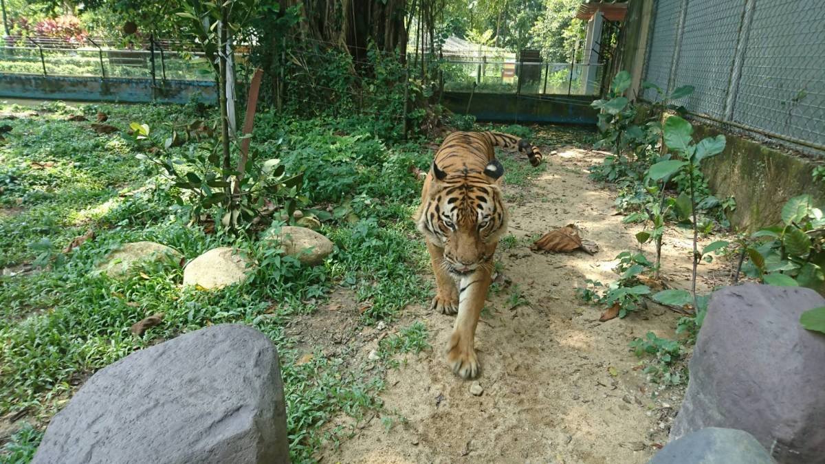 1円 画像データ 虎 トラ とら 干支 当方撮影 フリー画像 即日対応 フリー素材 Zoom 1228 画像データ 売買されたオークション情報 Yahooの商品情報をアーカイブ公開 オークファン Aucfan Com