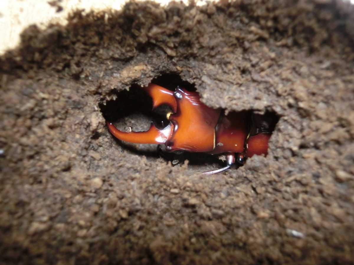 ムルティデンタトゥスホソアカクワガタ ♂37.5mm ♀23.5mmペア 