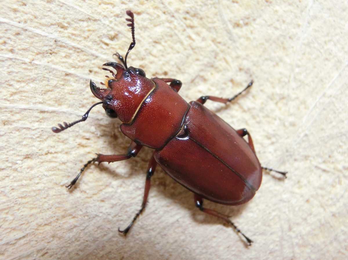 ムルティデンタトゥスホソアカクワガタ ♂37.5mm ♀23.5mmペア 