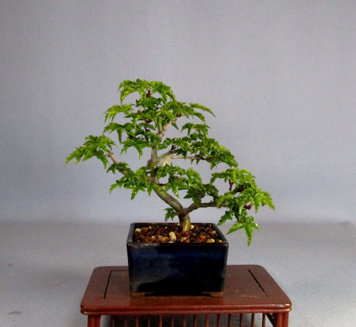 獅子頭もみじ 幹模様 コケ順良い ミニ盆栽 Thevelvetlemon Com