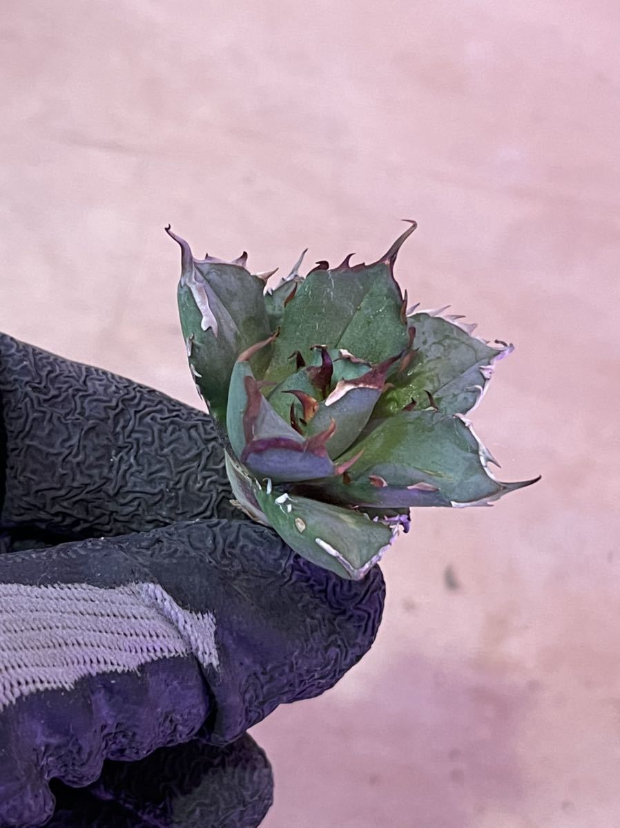 多肉植物 【特選】アガベ チタノタ姫厳竜強棘極上小株a 【公式通販】