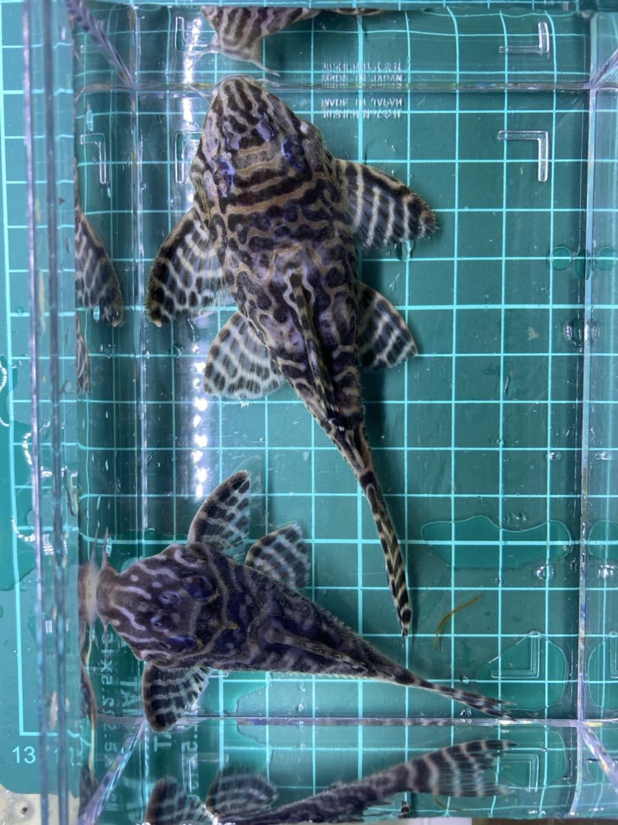 アクアハーミット キンペコ飼育・繁殖ガイド キンペコの飼育方法！大き 