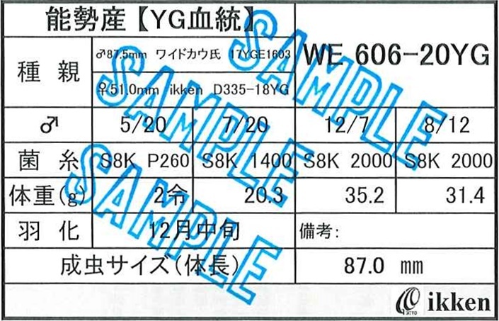 能勢YG オオクワガタ 成虫 むしや本舗 新成虫！ オス | オオクワガタ