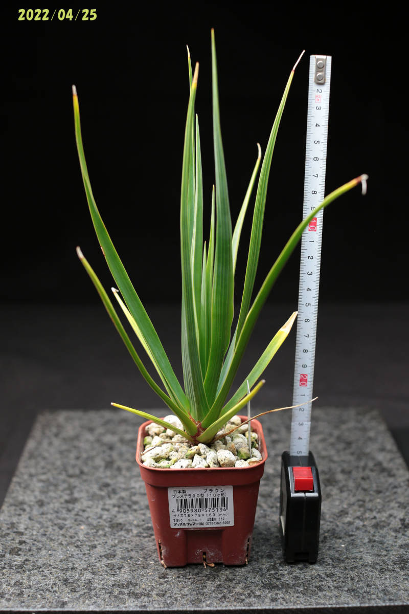 ドラセナ シナバリ Dracaena cinnabari 本物 実生苗 (ドラセナ)｜売買