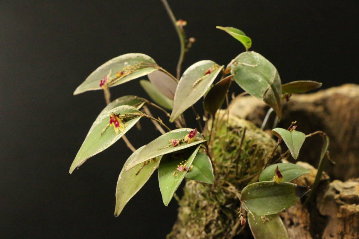 人気定番，限定SALE イベント告知出品 超大株 レパンテス レグラリス Lepanthes regularis パルダリウム テラリウム 蘭 ラン 洋ラン(観葉植物)｜売買されたオークション情報、yahooの商品情報をアーカイブ公開 - オー その他