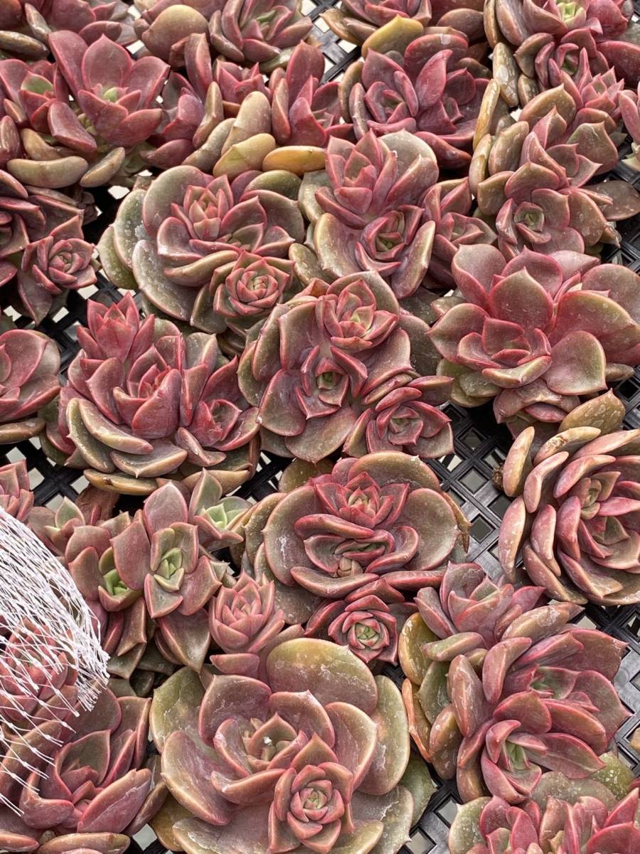 多肉植物 エケベリア 名前不詳 サボテン 25個 超美苗 サボテン 観葉植物 花 園芸 東京在庫 最短当日出荷kod250 サボテン 売買されたオークション情報 Yahooの商品情報をアーカイブ公開 オークファン Aucfan Com