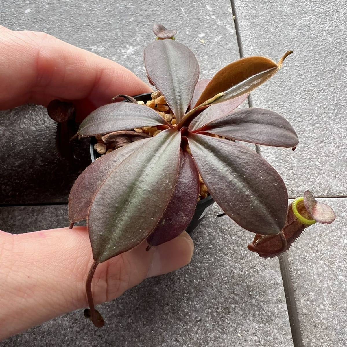 Nepenthes palawanensis ウツボカズラ ネペンテス 食虫植物 0 – BE
