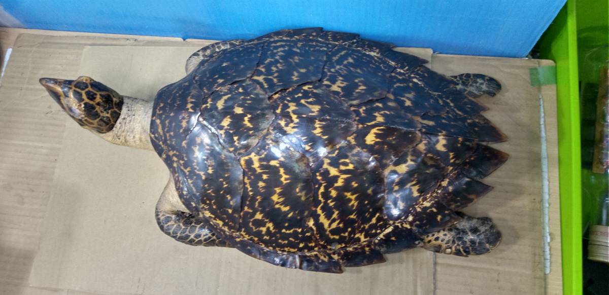 ウミガメ 剥製 重さ1.3k 全長55㎝ 幅33㎝(科学、自然)｜売買された