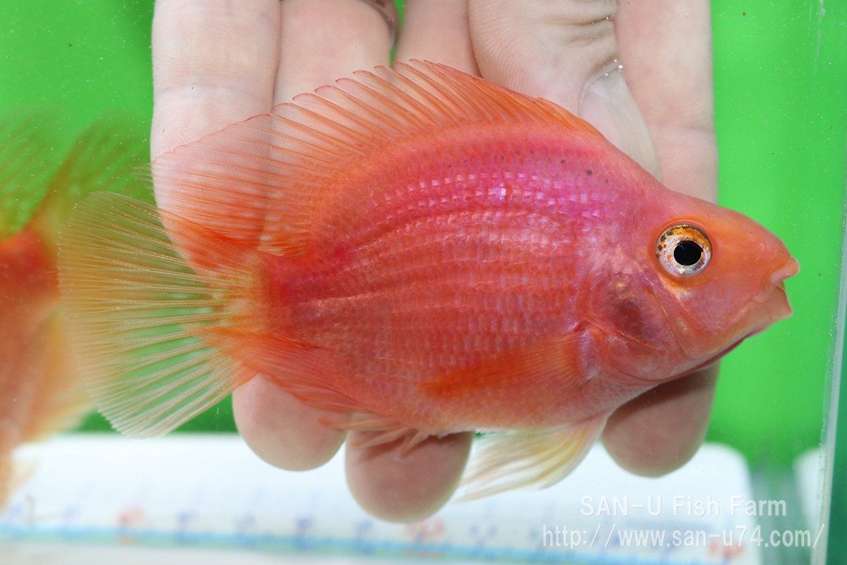 キングコング パロットファイヤー 2尾セット 全長10cm前後 台湾産 写真の個体をお届け お届け地域制限あり 1 淡水魚 売買されたオークション情報 Yahooの商品情報をアーカイブ公開 オークファン Aucfan Com